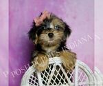 Small #4 Yorkipoo