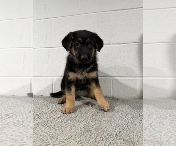 Medium Photo #2 German Shepherd Dog Puppy For Sale in Lakemore, OH, USA
