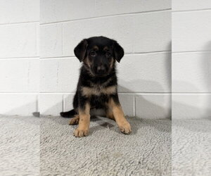 Winchester- Puppy - Female German Shepherd Dog Dog for Adoption - Photo #2