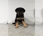 Small Photo #2 German Shepherd Dog Puppy For Sale in Lakemore, OH, USA
