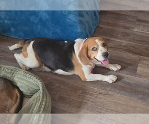 Taylor - Female Beagle Dog for Adoption - Photo #5