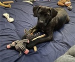 Small Photo #12 Presa Canario Puppy For Sale in MORGANTOWN, WV, USA