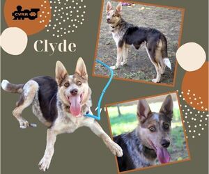 Mutt Dogs for adoption in Lindsay, CA, USA