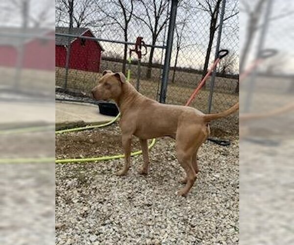 Medium Photo #6 American Pit Bull Terrier-Unknown Mix Puppy For Sale in Franklin, IN, USA