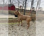 Small #5 American Pit Bull Terrier Mix