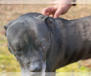Wilson - Male Mutt Dog for Adoption - Photo #3