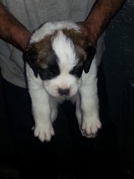 Medium Photo #1 Saint Bernard Puppy For Sale in WURTSBORO, NY, USA