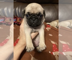 Pug Puppy for sale in SEVIERVILLE, TN, USA