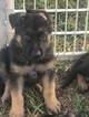 Small Photo #19 German Shepherd Dog Puppy For Sale in LOX, FL, USA