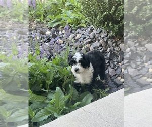 Aussiedoodle Miniature  Puppy for sale in CENTRALIA, IL, USA