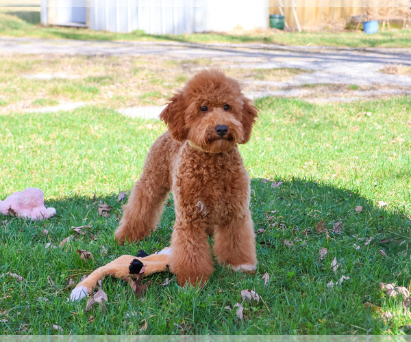 Medium Photo #9 Goldendoodle Puppy For Sale in SYRACUSE, IN, USA