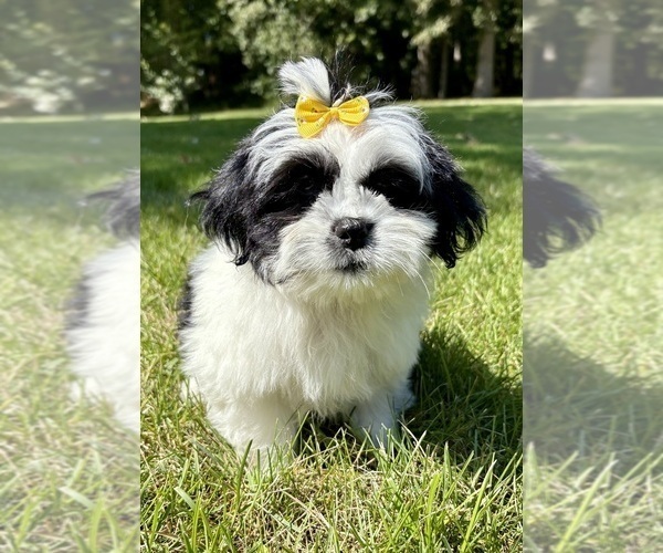 Medium Photo #1 Shih Tzu Puppy For Sale in FAIR HAVEN, MI, USA