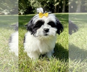 Shih Tzu Puppy for sale in FAIR HAVEN, MI, USA