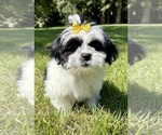 Image preview for Ad Listing. Nickname: Dolly
