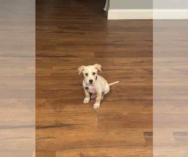 Medium Photo #4 Labrador Retriever-Unknown Mix Puppy For Sale in Springdale, PA, USA