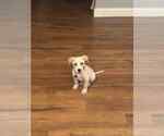 Small #3 Labrador Retriever Mix