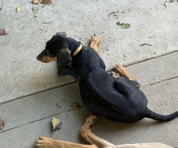 Medium Photo #6 Labrador Retriever-Rhodesian Ridgeback Mix Puppy For Sale in FRESNO, CA, USA
