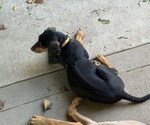 Small #5 Labrador Retriever-Rhodesian Ridgeback Mix