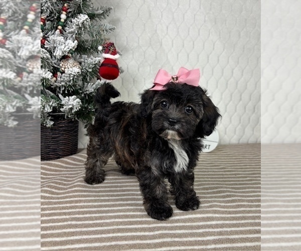 Medium Photo #2 Cavapoo (Miniature) Puppy For Sale in GREENFIELD, IN, USA