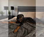 Small Doberman Pinscher