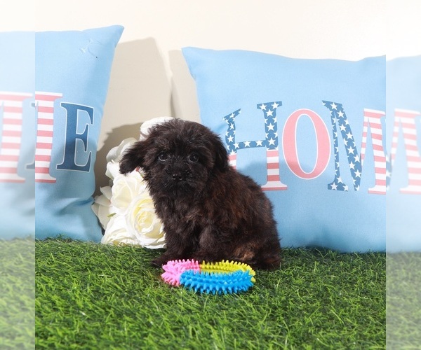 Medium Photo #4 Yorkipoo Puppy For Sale in MOUNT VERNON, OH, USA