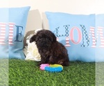 Small #3 Yorkipoo