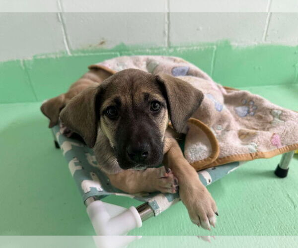 Medium Photo #14 Anatolian Shepherd-Rhodesian Ridgeback Mix Puppy For Sale in Higley, AZ, USA
