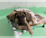 Small #13 Anatolian Shepherd-Rhodesian Ridgeback Mix