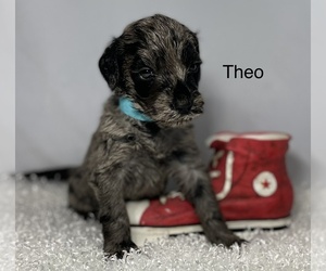 Dalmadoodle Puppy for sale in HERNANDO, FL, USA