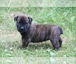 Puppy Aqua Boerboel