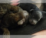 Small Photo #13 Poodle (Toy) Puppy For Sale in MORRISON, CO, USA