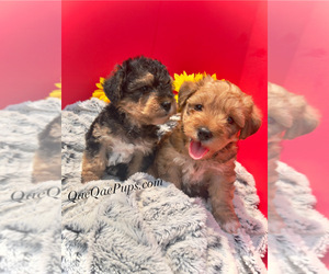 YorkiePoo Puppy for sale in INKSTER, MI, USA