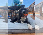Small #7 American Pit Bull Terrier Mix