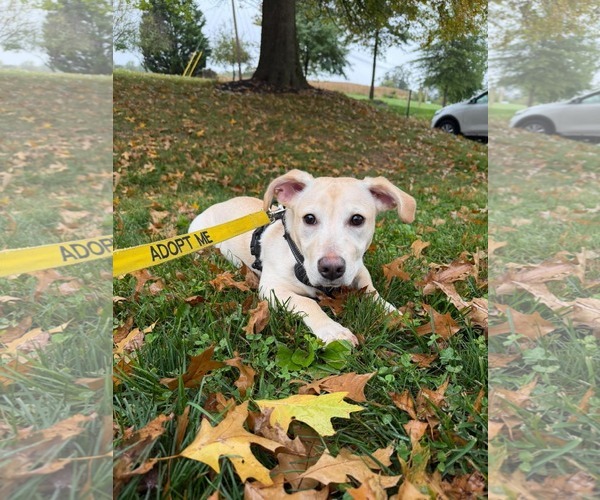Medium Photo #3 Mutt Puppy For Sale in Derwood, MD, USA