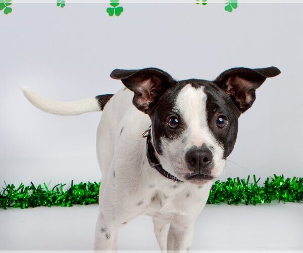 Medium Photo #8 Rat Terrier-Unknown Mix Puppy For Sale in Columbus, IN, USA