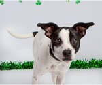 Small #7 Rat Terrier Mix