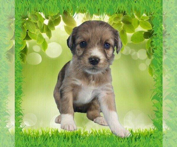 Medium Photo #11 Bernedoodle (Miniature) Puppy For Sale in BLACK FOREST, CO, USA