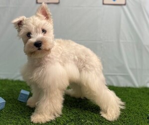 Schnauzer (Miniature) Puppy for sale in STUART, FL, USA