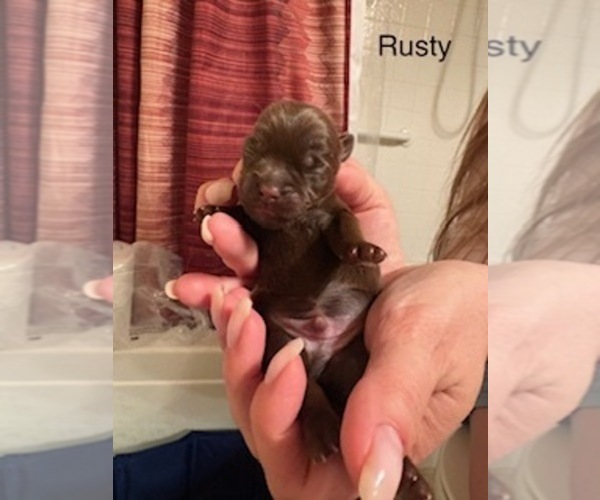 Medium Photo #2 Shorkie Tzu Puppy For Sale in SCOTTSDALE, AZ, USA