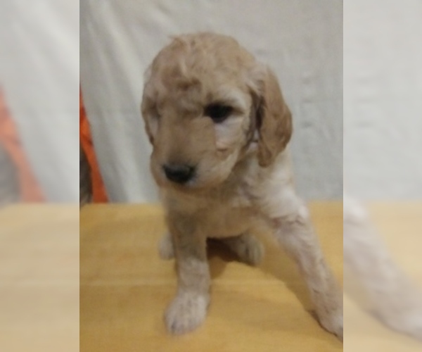 Medium Photo #1 Goldendoodle (Miniature) Puppy For Sale in NORTH LIBERTY, IN, USA