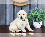 Small #1 English Cream Golden Retriever