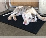 Small Photo #3 Great Dane Puppy For Sale in FONTANA, CA, USA