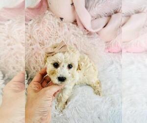 Medium Cavapoo (Miniature)