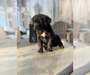 Labrador Retriever-Siberian Husky Mix Puppy for sale in SAN DIEGO, CA, USA