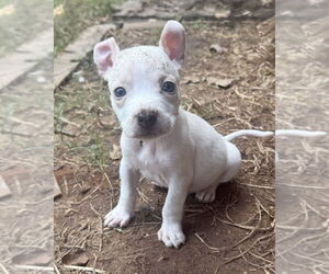 Mutt Dogs for adoption in OKLAHOMA CITY, OK, USA