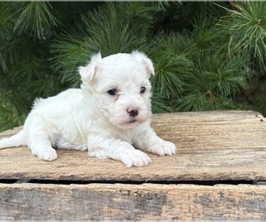 Maltese Puppy for sale in MIDDLEBURY, IN, USA