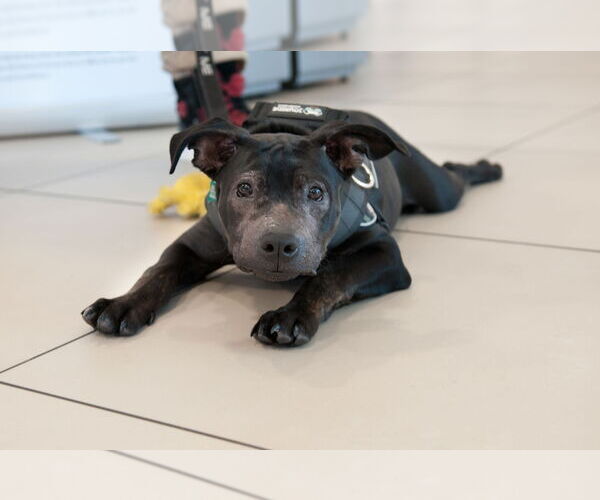 Medium Photo #3 American Pit Bull Terrier-Unknown Mix Puppy For Sale in San Jose, CA, USA