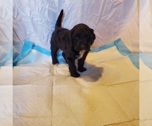 Labradoodle Puppy for sale in EL PASO, TX, USA