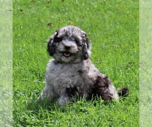 Goldendoodle-Poodle (Miniature) Mix Puppy for sale in GAP, PA, USA