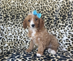 Cock-A-Poo Puppy for sale in LAKELAND, FL, USA